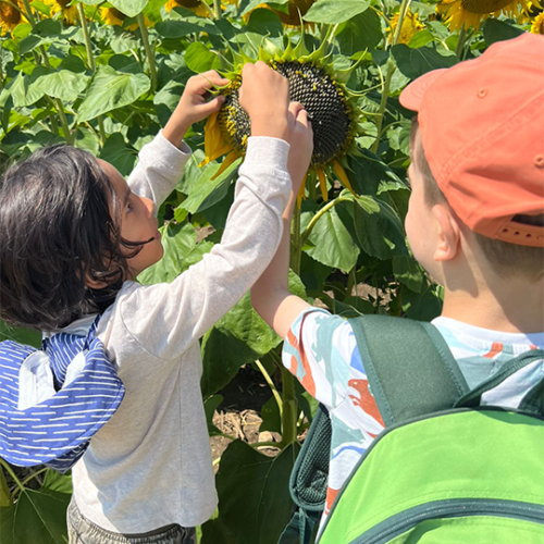 Sunflower-Field-Trip--Summer-Camp--Toronto--(4)