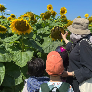 Sunflower-Field-Trip--Summer-Camp--Toronto--(6)