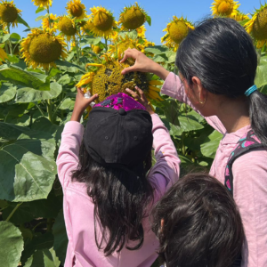 Sunflower-Field-Trip--Summer-Camp--Toronto--(7)