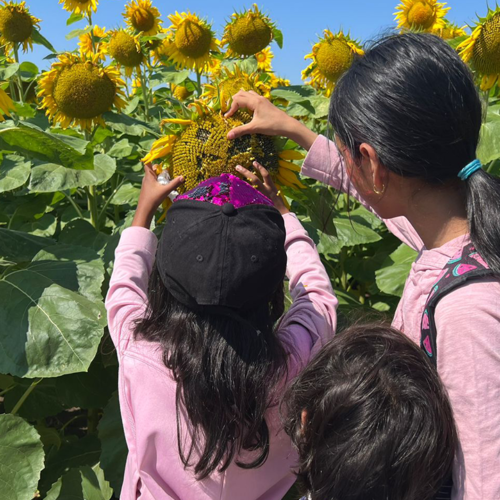 Sunflower-Field-Trip--Summer-Camp--Toronto--(7)