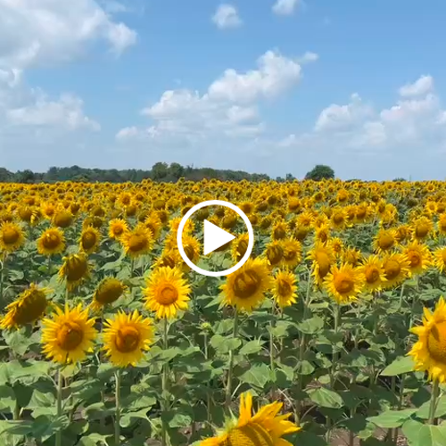 sunflower-field-trip